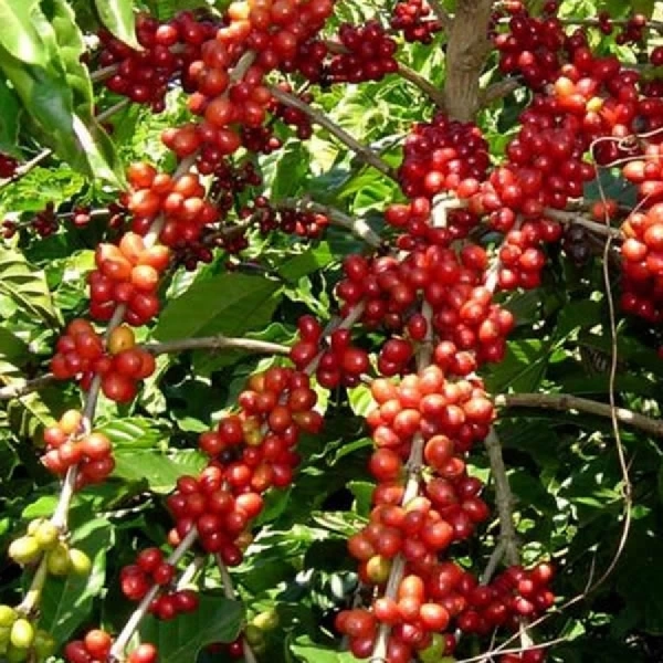 Café
