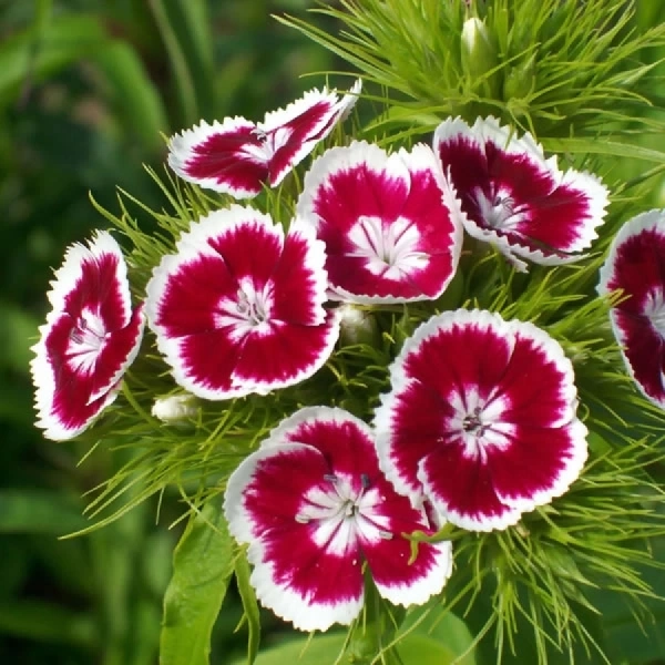 Floricultura