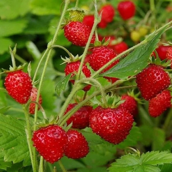 Fruticultura